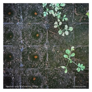 Mandrake seeds, Rue seedlings Aug. '15