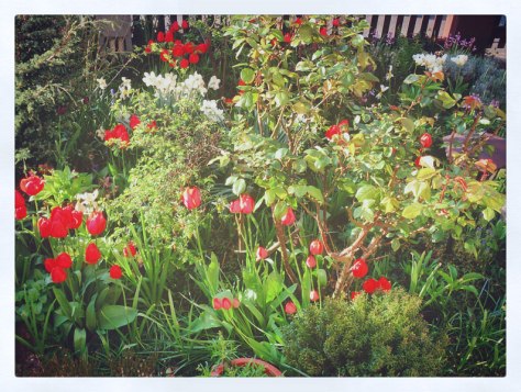 Tulips, Roses