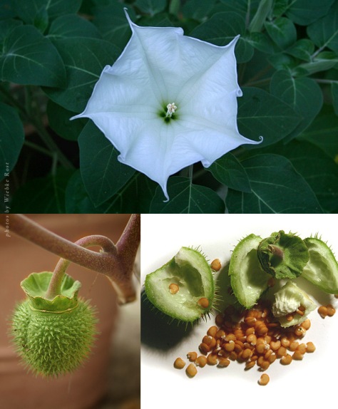 Datura wrightii, flower opening at dusk, fruit and seeds