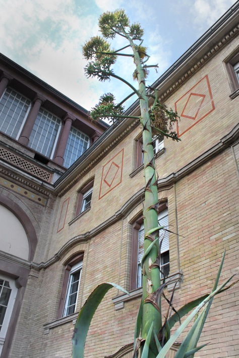 Agave flowering stem, botanical garden Karlsruhe, 2013