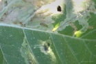 Henbane leaf, May '17