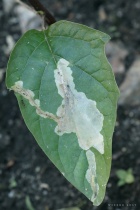 Datura leaf, May '17