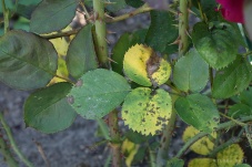 Black spot disease on roses