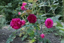 'Munstead Wood' rose, May '17
