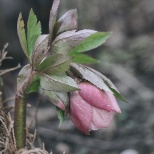 Lenten Rose