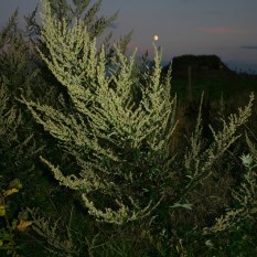 Artemisia Vulgaris, Full moon