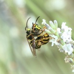 Wasps Mating