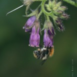 Bumblebee and Comfrey Flower