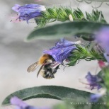 Bumblebee on Viper's Bugloss