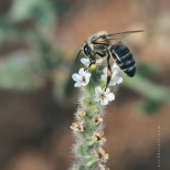 Cretan Bee