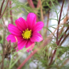 Cosmea Flower