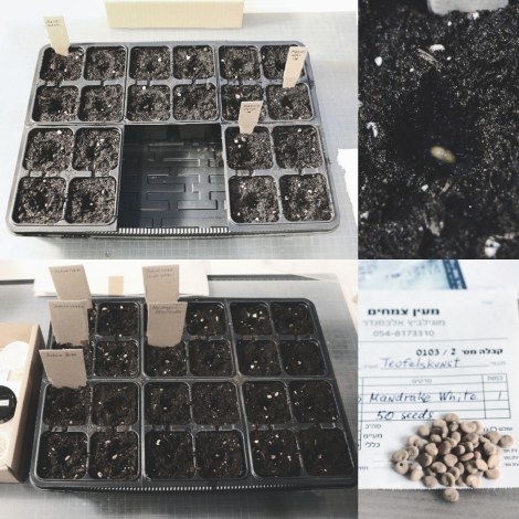 Seed Trays, March 2019