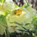Creme White Lenten Rose
