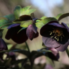 Black Lenten Rose