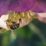 Bees love hellebores... 🐝