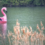 Flamingo Boat